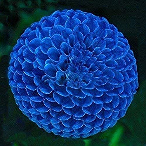 Flower field Story 3Pezzi Bulbi blu unici della dalia della palla di fuoco Bellissimi bulbi da fiore Pianta perenne Tuberi della dalia