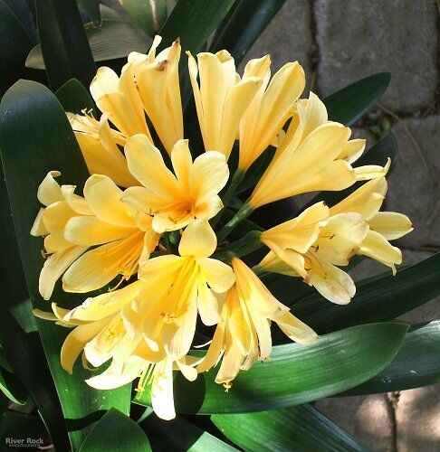 SVI Giallo intenso Clivia 5 Semi Rare pianta della casa