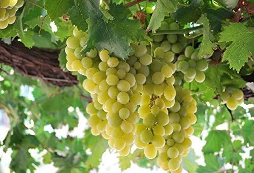 acquaverde Barbatella Pianta di Uva Bianca In Zolla Pronta da Piantare Giardino (Pizzutello Bianco)