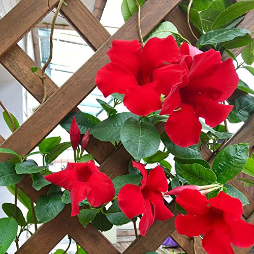 Generic Mandevilla Red Seeds Dipladenia Sanderi Mandevilla Laxa Piante per luoghi soleggiati Piante portacontainer Resistenti perenni Fioritura Giardi Prodotti sostenibili Piante d 10 Pezzi