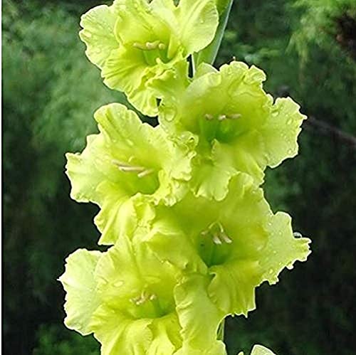 BSptyy 10 pezzi di bulbi di gladiolescente petali argentati, eccellente composizione dei fiori per interni ed esterni