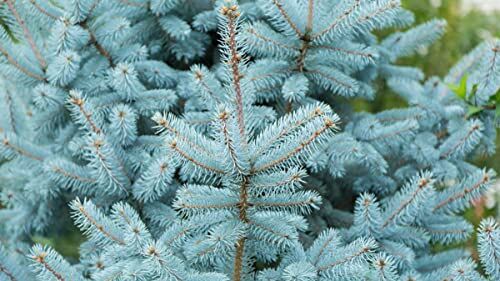 Generico 40 Semi di Abete Rosso Blu del Colorado (Picea Pungens)