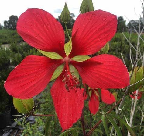 Generico Hibiscus Coccineus, Pianta a fiore gigante Rosso scuro.