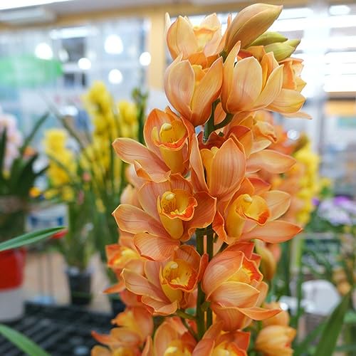 Generic 30 pezzi semi di orchidea pianta d'appartamento piante da inter orchidea, cymbidium fiori da giardi piante da giardi resistenti perenni semi di piante fiori da balcone vasi per piant