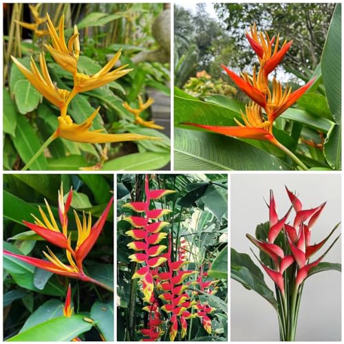 Generic 350 pz Semi di Heliconia Rostrata prato fiorito, piante da giardino aiuola, piante da giardino roccioso resistenti Fiori da balcone, regali di Pasqua semi di prato di fiori selvatici