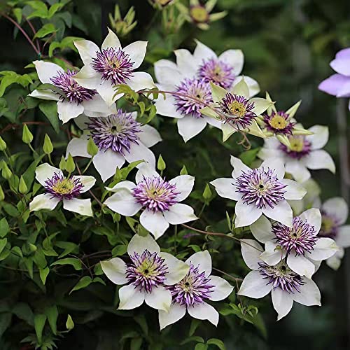 Generic 4 bulbi clematis hardy pianta perenne pianta rampicante idroponica regali insoliti decorazione fiori regalo fiori hardy piante in vaso cipolla