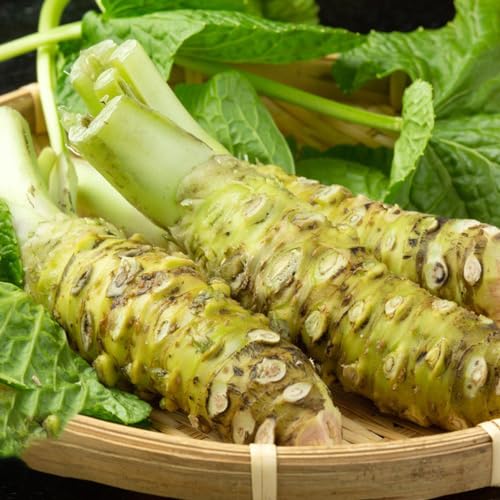 Generic 50 pz veri semi di wasabi Eutrema wasabi letto di erbe per la cucina, semi di piante Acquista una pianta di wasabi giardino di erbe aromatiche al coperto, semi di piante d'appartamento