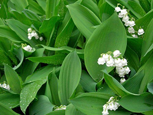 SVI 20PCS / BAG Bianco Mughetto (Convallaria majalis) Semi, semi rari fiore esotico