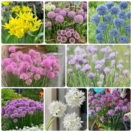 Generic 5 Bulbi Di Allium Perenni Resistenti Pascolo Delle Api, Bulbi Di Cipolla Ornamentali Regalo Da Giardi Allium Giganteum Fiori Decorativi, Piante Rampicanti Regali Di Giardinieri Resis