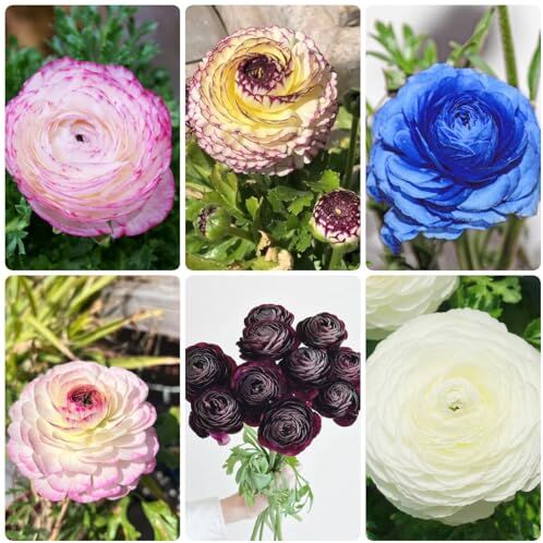 Generic 10 bulbi di ranuncolo perenni resistenti regali pratici fiori primaverili Ranunculus japonicus pianta di tuberi idroponici piante resistenti all'inver per fiori da giardi invernali