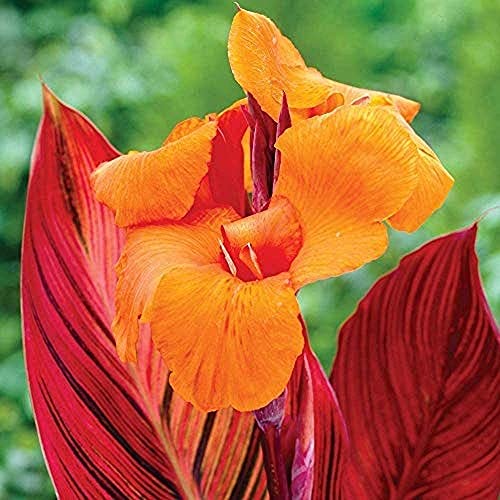 BSptyy 3 Pezzi Raro Canna Lily Lampadine Bulbi di canna esotici a crescita rapida Fiore ornamentale speciale perenne resistente