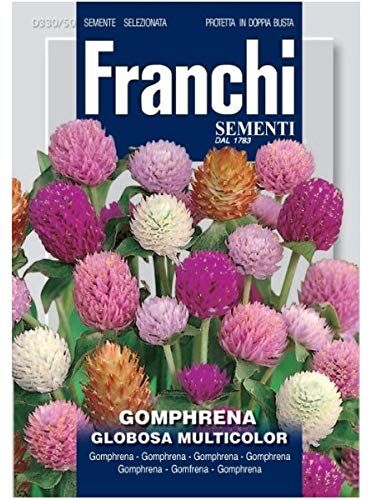 CIFO Gomphrena globosa multicolor (Semente)