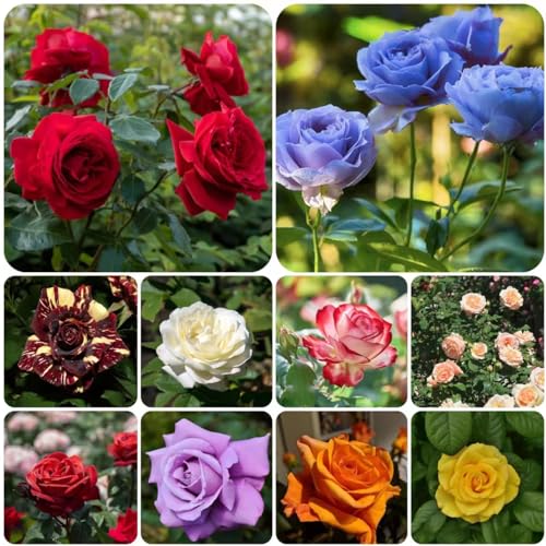 Generic 15 pezzi semi di rosa semi di fiori di campo piante di rose piante di rose, rosa rugosa, semi di fiori estivi vaso bonsai letto rialzato per balcone fiori da balcone fiori regalo semi di b
