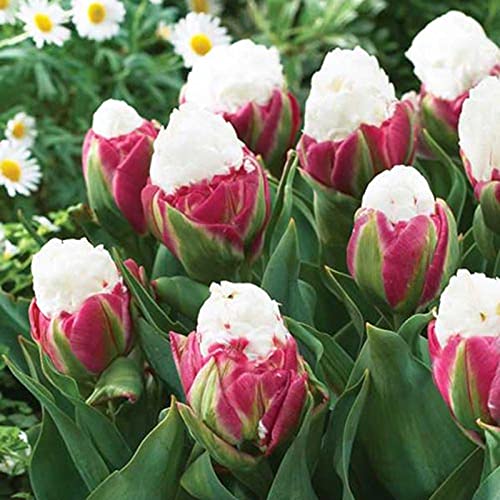 JASNDH Tulipani Bulbi, Rara,Bulbi Tulipani, Bulbi di tulipani, Winterharte, Pianta perenne, Naturale-15 Bulbi-H