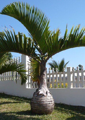 TROPICA Palma bottiglia (Hyophorbe lagenicaulis) 3 Semi- Palma