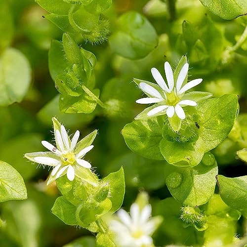 Generic 300 pz semi di centocchio biologico regalo di semi di fiori regali da giardino per le donne,Stellaria media, semi di prato fiorito perenni resistenti vasi per piante balcone letto