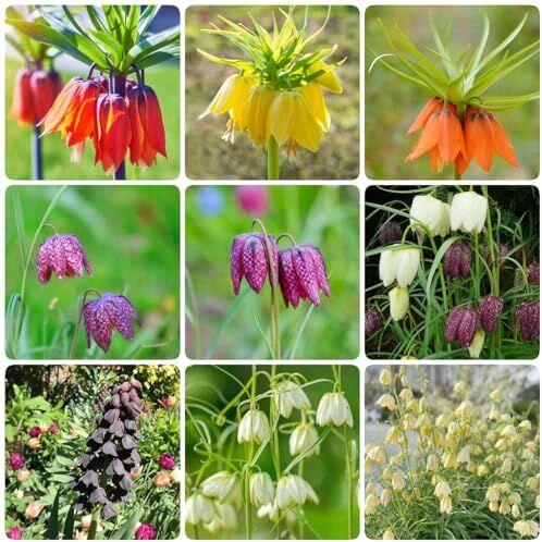 Generic 2 pezzi piante corona imperiale tuberi fiori regalo piante esotiche bulbo resistente bulbi corona imperiale, fritillaria, piante bulbo da fiore piante perenni resistenti piante decorative