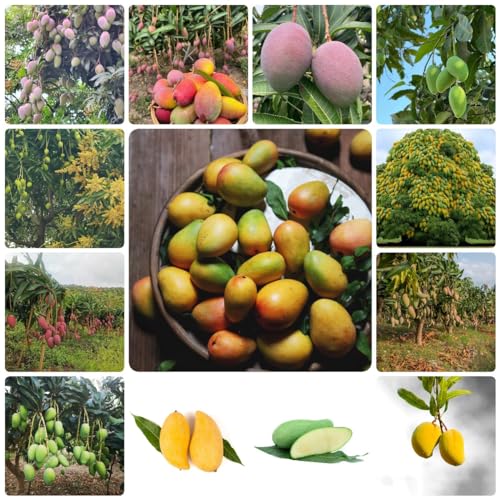 Generic 4 pezzi di semi di albero di mango frutti esotici piante in vaso all'aperto albero di mango resistente, Mangifera indica alberi da frutto vaso bonsai piante esotiche alberi da frutto nani