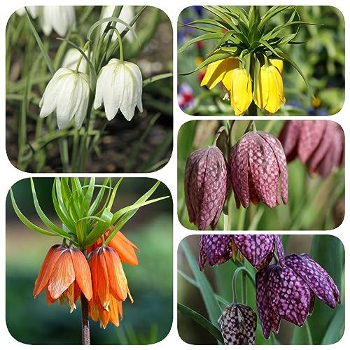 Generic 5 Pc Tuberi Della Corona Imperiale Perenni, Fritillaria, Regali Da Giardino Fiori Da Balcone, Piante In Vaso Resistenti All'Esterno (Cipolla Della Corona Imperiale) Cipolle Piante