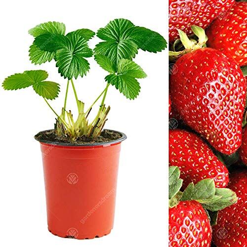 GardenersDream fragola 'Sweetheart' (9cm, 10 piante)