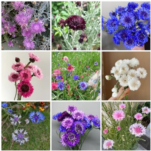 Generic 50 pezzi mix di semi di fiordaliso, semi di fiori regalo, pianta (Centaurea cyanus) semi di piante da interni, piante perenni resistenti semi di fiori regalo per gli ospiti, acquistare semi di fi