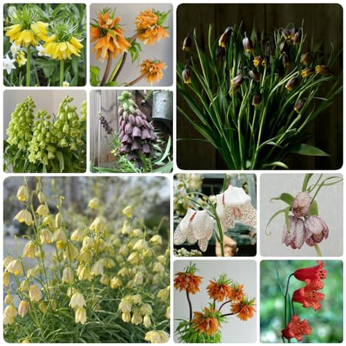 Generic 12 Pezzi Bulbi Della Corona Imperiale Fritillaria, Regali Per Giardinieri, Piante In Vaso All'Ester, Bulbi Della Corona Imperiale Resistenti, Acquistare Bulbo Della Corona Imperiale, Piant