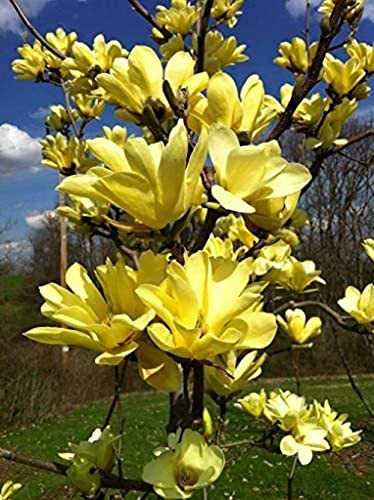 XHLKD-Y 25pcs Magnolia Semi Di Fine Art Bouquet Di Fiori Recisi Popolare Giardinaggio Regali Unici Decorazione Bellissimo Ambiente Cortile Con Giardino Terrazza Semplice Di Impianto