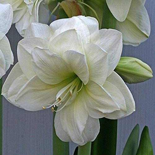 BSptyy 3Pezzi Hippeastrum Bulbs Amaryllis Bulbi da fiore bianchi a doppia testa ideali per piante da interno o regali Capolini bianchi a forma di tromba Aspetto unico Varietà di fiori rari