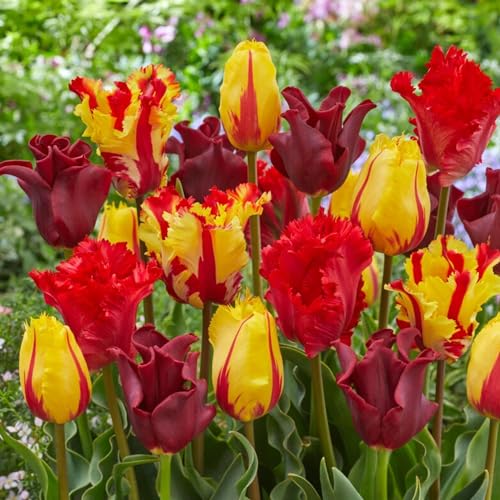 DUTCH BULBS EXCLUSIVE PLANTS FROM HOLLAND Bulbi di tulipano Rosso-Arancione-Giallo (20 bulbi) tulipani esclusivi dall'Olanda, resistenti e perenni per giardino, vasi, balcone da Amsterdam (bulbi grandi, senza semi, non artificiali)