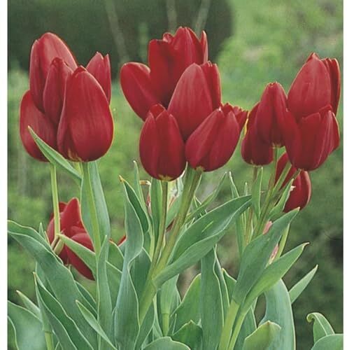 IOFMVF Tulipani Bulbi, Tulipani Resistente Al Freddo, Tulipani Impianto Tulipani Tubero Tulipani Rizoma Tulipani Plant Live, Tulipani, Tulipani Plant Live Large Tulipani Perenne-25 Bulbi -A