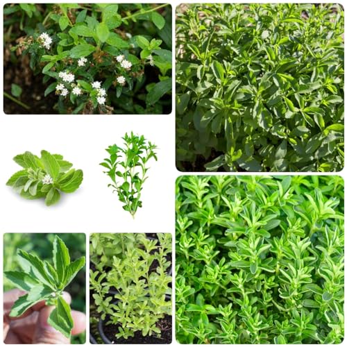 Generic 1000 Pc Semi Di Stevia Biologici, Piante Da Giardino Perenni Resistenti, Giardino Di Erbe Aromatiche Per Interni, Stevia Rebaudiana, Cucina Dell'Orto, Piantare Verdure, Semi Di Erbe