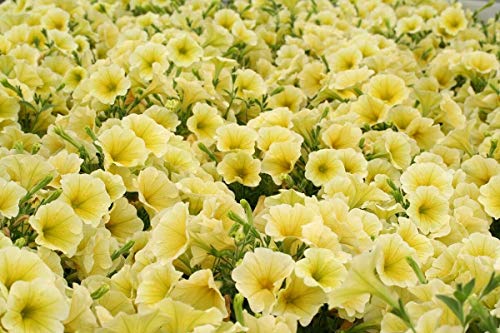 SVI PLAT FIRM Germinazione dei semi: Petunia "a cascata" giallo 160 semi