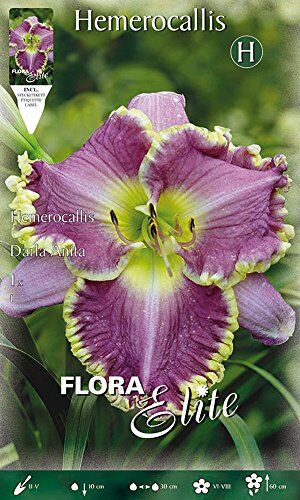 Generic BULBI PRIMAVERILI HEMEROCALLIS DARLA ANITA CONFEZIONE DA 1 BULBO BULBS BULBES