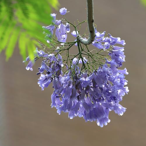 Generic 20 Pezzi Semi Di Jacaranda, Piante In Vaso, Piante Perenni Resistenti (Jacaranda Mimosifolia), Decorazione Di Piante Per Alberi Bonzai, Semi Di Alberi, Piante In Vaso, Piante Domestiche Puri