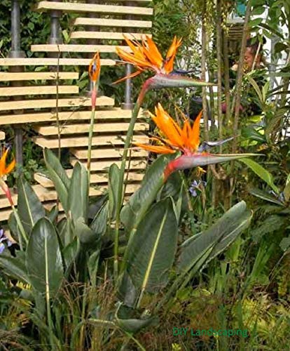 SVI Nuovo Strelitzia Reginae Uccello del paradiso, TROPICALE/Casa Flora, Arancione Fiore, 8 + Seeds!