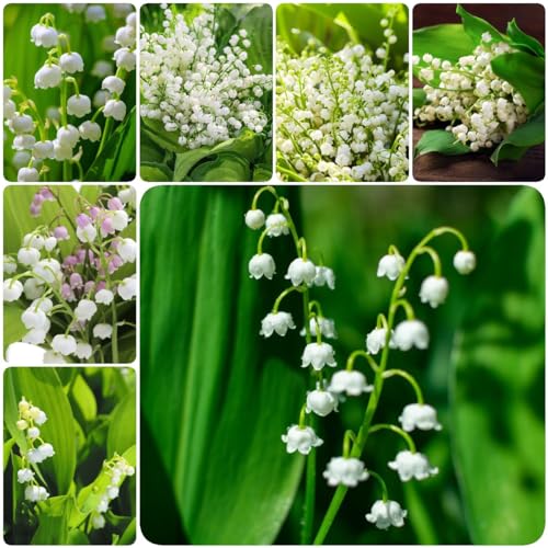 WJKWY-Q 10 bulbi di mughetto piante da appartamento per purificare l'aria in vaso bonsai, Convallaria majalis, bulbi a fioritura primaverile da giardi, regali per l'inverdimento del tetto delle