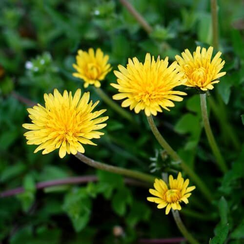 Generic 350 pezzi di semi di dente di leone perenni, giardino di erbe aromatiche al coperto, semi di piante d'appartamento Dente di leone selvatico Taraxacum officinale piante resistenti per balcone,