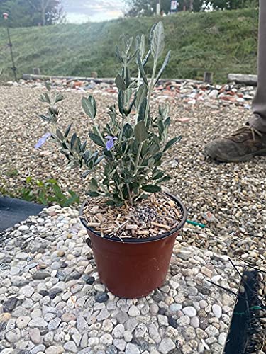 Generico Teucrium Fruticanz vaso 14. Pezzi 10 (foto reale)