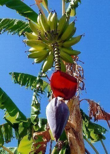 TROPICA banana grande (Musa X paradisiaca) 10 semi