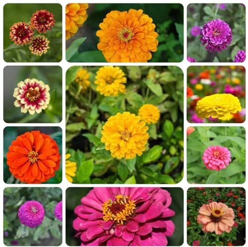 Generic 300 pezzi di semi di zinnia perenni piante da ombra, piante in vaso resistenti, semi di zinia, piante di prato a farfalla, piante perenni resistenti, fiori, decorazione, piante da balcone