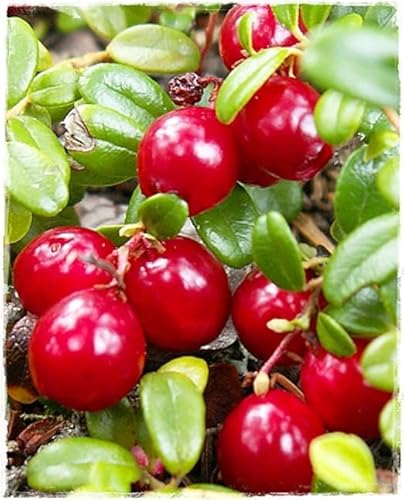 Generico Pianta di Mirtillo Rosso Americano a Frutto Gigante 'Pilgrim' in vaso Ø 14 cm h. 20/30 cm