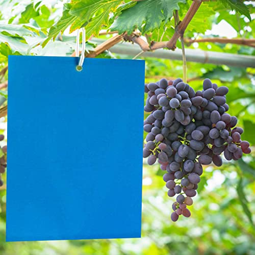 Panngu 20 Pezzi di Adesivi Blu Contro i tripidi 200mmm x 150mm, Pannelli Adesivi Professionali Blu Contro i tripidi, Trappola Adesiva Blu per la Protezione di Alberi da frutto e Piante d'appartamento