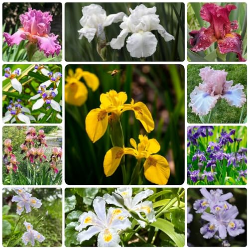 Generic 500 Pezzi Di Semi Di Iris Fiori Selvatici Da Balcone, Semi Biologici, Iris Tectorum, Decorazione Floreale Soggior, Semi Di Fiori Recisi, Copertura Del Terre Perenne Resistente, Semi Di