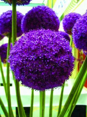 Generic 100pcs / Blu pacco Globe Thistle (Echinops Ritro) semi di fiore Allium Semi bel fiore Pianta in vaso per la casa Garden 5