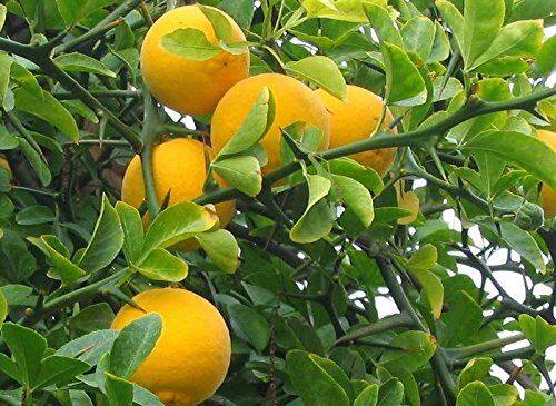 SVI Hardy arancio amaro, Poncirus Trifoliata, 15 Semi