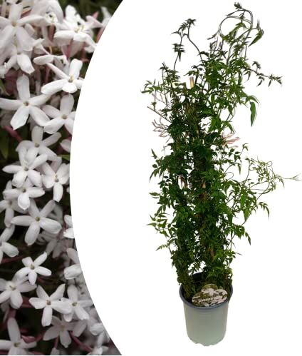 acquaverde Pianta di Gelsomino, Bianco Profumato, Rampicante, Jasminum, in Vaso Ø 14 cm, Altezza 40/50 cm Orto Facile