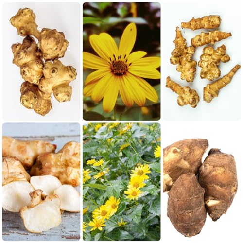 Generic 5 pezzi tuberi di topinambur bulbi biologiche vaso per piante regali per gli amanti del giardi, Helianthus tuberosus, bulbi verdure invernali coltura idroponica piante da giard