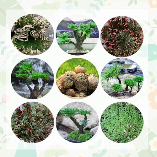 Generic 10 pezzi rosa di gerico bulbi veri, bulbi da fiore regali per gli amanti del giardinaggio Selaginella tamariscina tuberi fiori da balcone bonsai piante d'appartamento giardino aiuola rialzata, pi