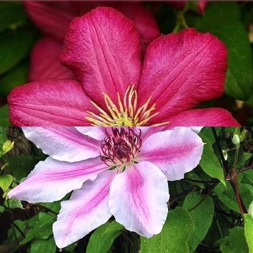 ClematisOnline Clematis Ville de Lyon & Clematis Nelly Moser (rosso e rosa) – 2 x 1,5 litri pentole, pluriennali & durature invernali