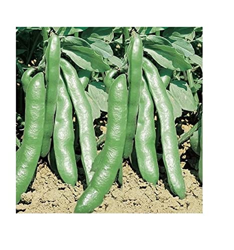 acquaverde Semi Fave Fava Superaguadulce Bacello Lungo Sel. Spadaverde 1 Kg Legumi Italia Semina